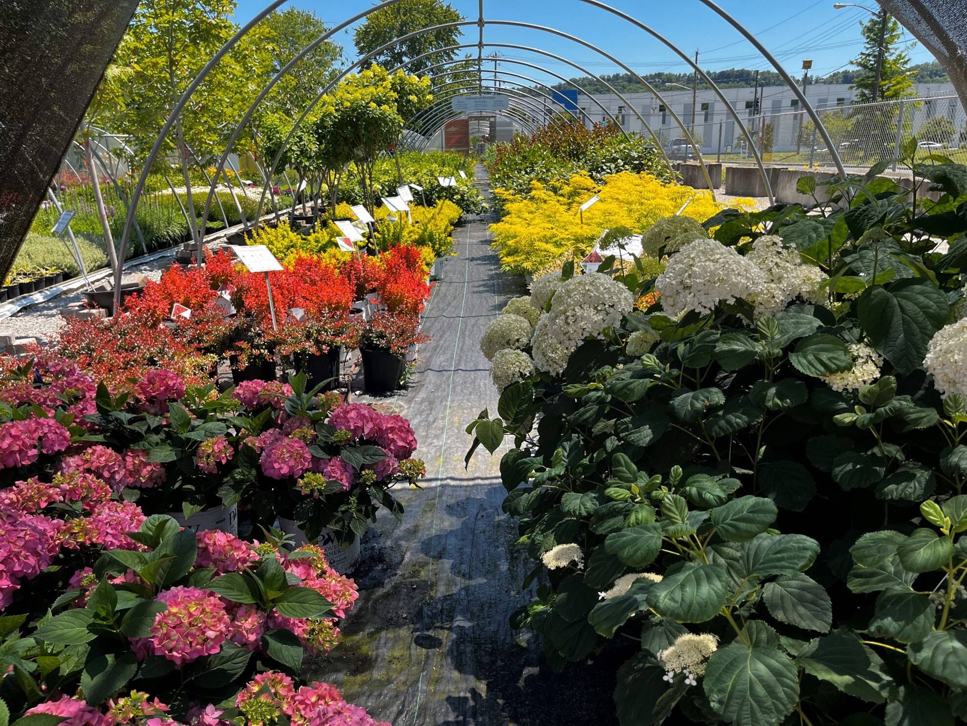 Nursery Near Me Plant