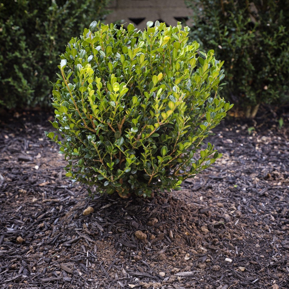How To Plant | Firehouse Nursery