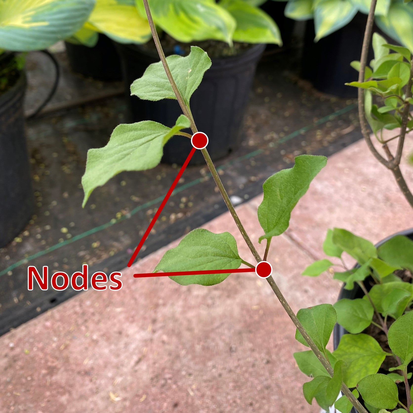 Pruning | Firehouse Nursery